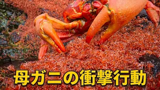 アカガニ8kmの大移動:我が子すら食べてカルシウム補給する衝撃生態 🦀