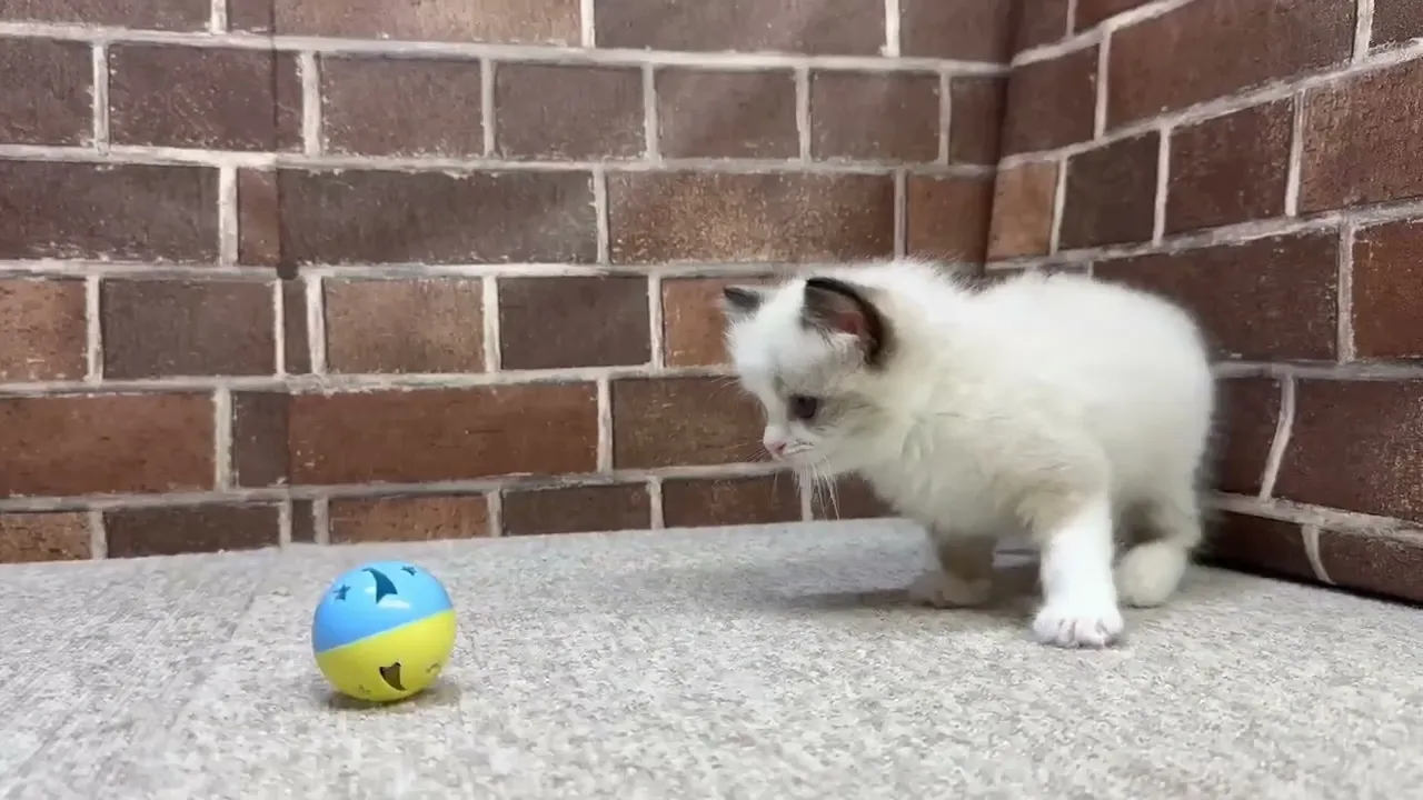 動画