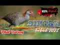 Download Lagu MP3 SUARA PIKAT BURUNG SINTAR TERBUKTI AMPUH 2023