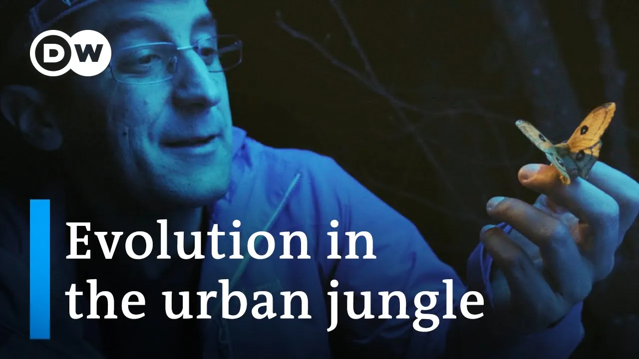 Nature's response to urban sprawl | DW Documentary