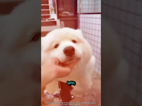 ❤️🥺 في يوم الزفاف، تشبث الكلب بصاحبه!