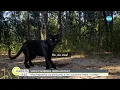 Download Lagu Проверяват двама души заради избягалия хищник в Шуменско