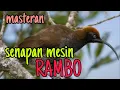 cendrawasih coklat paruh sabit, masteran kasar untuk burung lomba