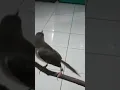 ciwah rasa belalang emas