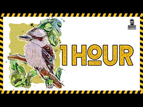 Download MP3 Kookaburra sound 1 Hour | Pure Sound Effect