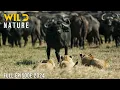 Download Lagu WILD KALAHARI | Challenges in the Land of Predators | Animal documentary