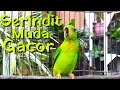 Download Lagu Suara Serindit ini Sangat Cocok Untuk Pancingan Serindit Malas Bunyi || Besetan kasar \u0026 Memanggil