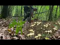 Download Lagu Today I visited the Old Good Mushroom Places..The result was not long in coming! Wonderful White ...
