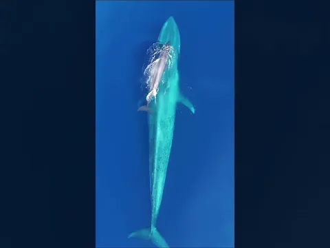 How whales raise their babies π€―