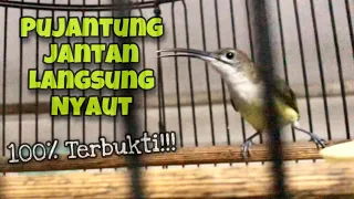 pancingan burung pijantung pisang betina gacor super pijantung jantan langsung bunyi kicau tembak