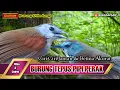 Download Lagu Burung tepus pipi perak jantan dan betina akurat | Ulas dan Lepas