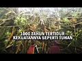 Download Lagu TIDUR SELAMA 1000 TAHUN DEMI MELINDUNGI UMAT MANUSIA