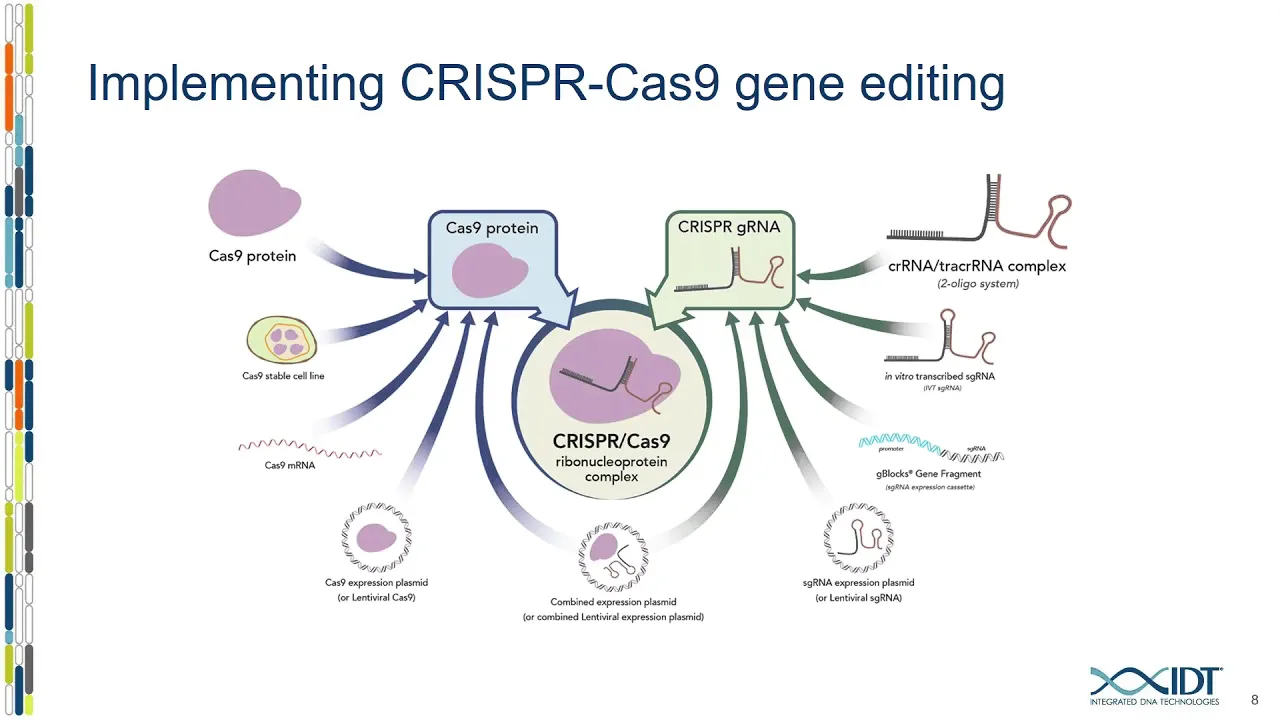 Increasing genome editing efficiency with optimized CRISPR-Cas enzymes