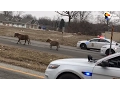 Download Lagu Police Chase Down Mini Horses