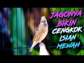 Download Lagu CENGKOK MERDU BIKIN CANDU - MASTERAN BLACKTHROAT GACOR SUARA JERNIH PALING DICARI