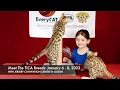 Meet The TICA Breeds