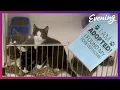 Kitsap Humane Society has been helping people and pets since 1908 - 2022 s Best