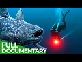Download Lagu Dinofish - Hunting the Living Dinosaur | Free Documentary Nature