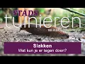 Download Lagu Stadstuinieren - Help! Slakken in de moestuin. #moestuin