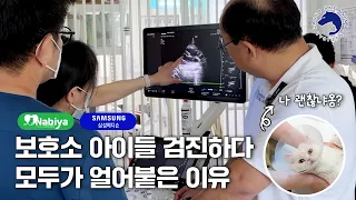 병원 장비 들고 보호소에? 수의사들이 작정하고 유기묘 검사했더니...