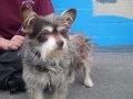 A4957540 Seymour Australian Terrier Mix