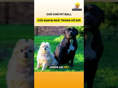 Chú chó Pit bull cứu bạn bị ngã trong hồ bơi