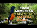 Lagu SUARA PANCINGAN MURAI BATU biar Emosi jadi NYAUT BUNYI GACOR BONGKAR ISIAN | TERAPI MURAI BATU 