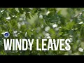 Make Leaves Blow In The Wind inside Cinema 4D