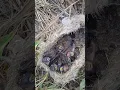 Download Lagu ANAKAN BURUNG EMPRIT #shorts