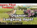 Download Lagu Sangat AMPUH||Suara Pikat Burung Kecici Belalang Anti Zonk @ObonKuy7