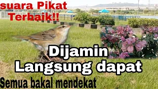 sangat ampuh suara pikat burung kecici belalang anti zonk obonkuy