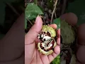 Download Lagu Hindari Buah Kecubung!