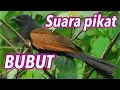 Suara burung BUBUT yg biasa hidup didekat sawah || Lathe bird sound