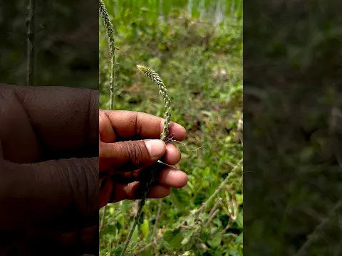 #farming #ihavethisthingwithplants