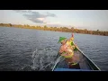 Download Lagu semakin senja tambah gila ikan nya makan jari tangan sampai robek #barramundi#mangrove_jack 