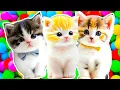 Download Lagu ANAK KUCING MEONG MEONG | Lagu Anak - Anak | Kompilasi Kucing Lucu