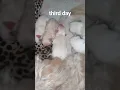 Download Lagu The third day, Misha gave birth to five puppies. We still haven’t confirmed the number of females an