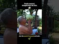 Download Lagu Coconut Picking Sounds Only 🥥
