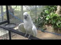 Download Lagu WAH BURUNG KAKAK TUA NYANYI. SERU HABIS. TONTON SAMPAI HABIS DARI AWAL GUYS.