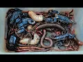 Download Lagu Catch Venomous Scorpion, Giant Millipede, Snails, Red Spotted Millipede, Small Red Millipedes