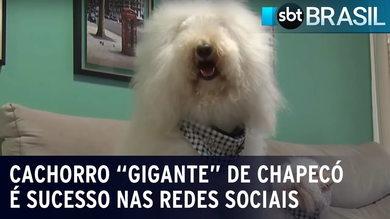 Cachorro "gigante" de Chapecó é sucesso nas redes sociais | SBT Brasil (09/09/23)