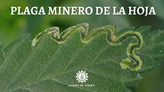 5 maneras efectivas de eliminar la plaga del minero de la hoja
