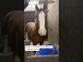 Download Lagu When retired racehorses hear... #racehorse #kentuckyderby #horsegirl #horse#kick#donkey#foryou#fyp