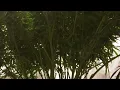 Grow Journal Day 93-102
