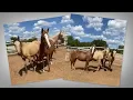 Colorado woman needs help after saving three horses from Oklahoma kill pen