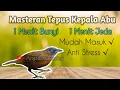 Lagu Masteran Tepus Kepala Abu || 1 Menit Bunyi, 1 Menit Jeda