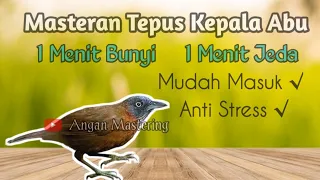 masteran tepus kepala abu 1 menit bunyi 1 menit jeda