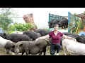 Download Lagu Harvesting Herd Of 1000KG Pigs After 4 Month Of Raising - Use Truck Transport Pig Go To Sell