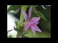 Three variations on plum blossom