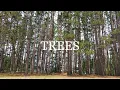 Trees Honors for Pathfinders
